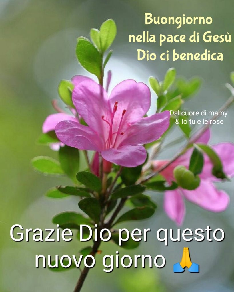 Buongiorno nella pace di Gesù Dio ci benedica Grazie Dio per questo nuovo giorno