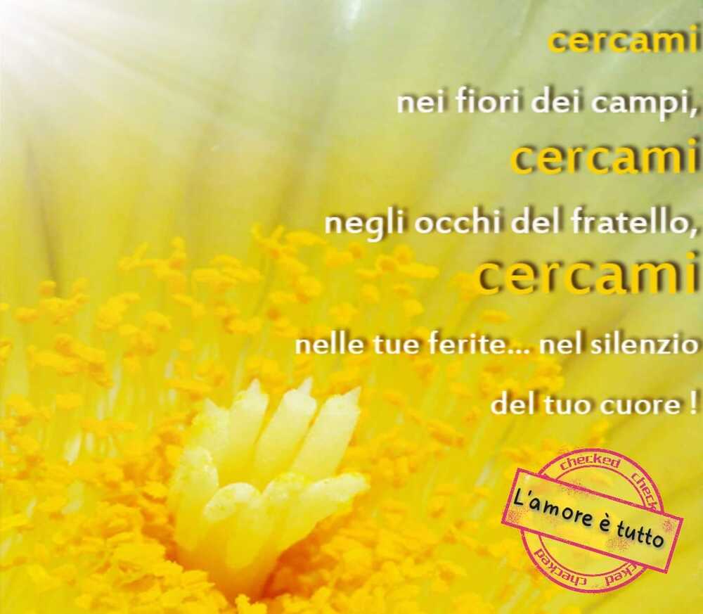 Cercami nei fiori dei campi, cercami negli occhi del fratello, cercami nelle tue ferite..nel silenzio del tuo cuore!